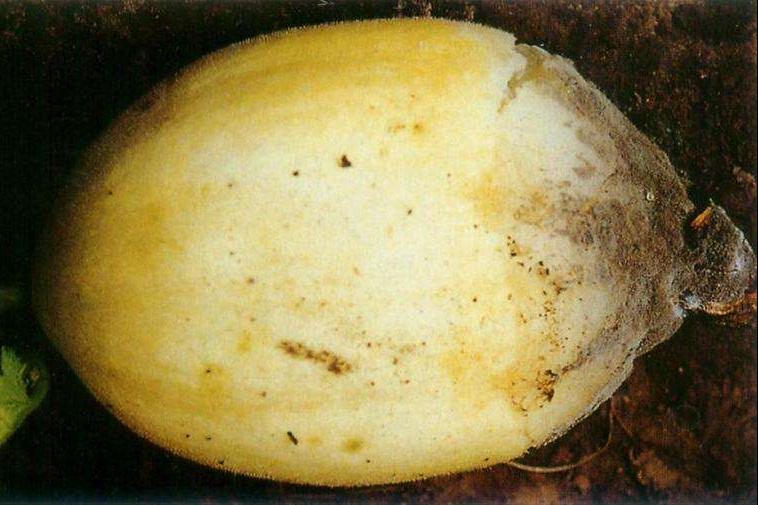 青霉素偶然发现给我们什么启发,青霉素的发现拯救无数生命