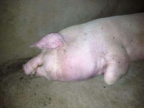 猪的巴氏杆菌病症状和治疗,猪的巴氏杆菌怎样才能彻底消灭