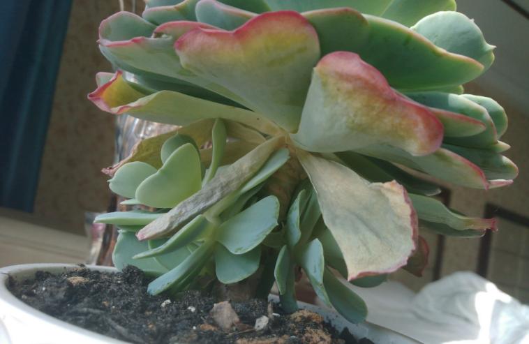 多肉干瘪了是为什么,多肉叶片发皱萎缩干瘪什么原因