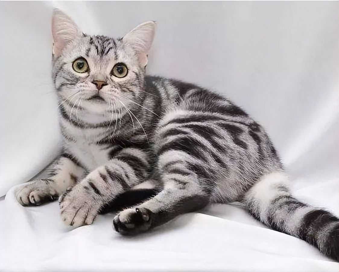 养猫首选这5种猫不仅忠诚还好养,养猫首选这8种猫