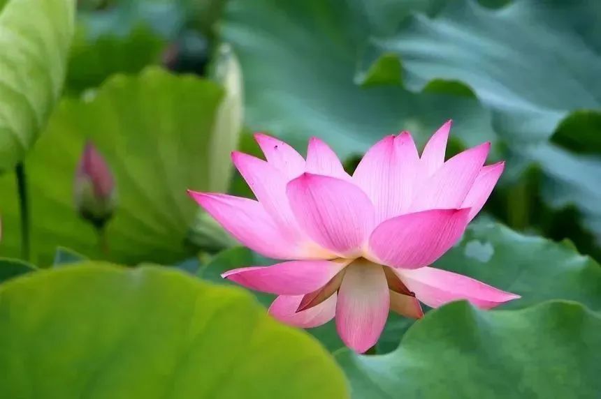 莆田荷花花海,莆田夏天哪里赏荷花