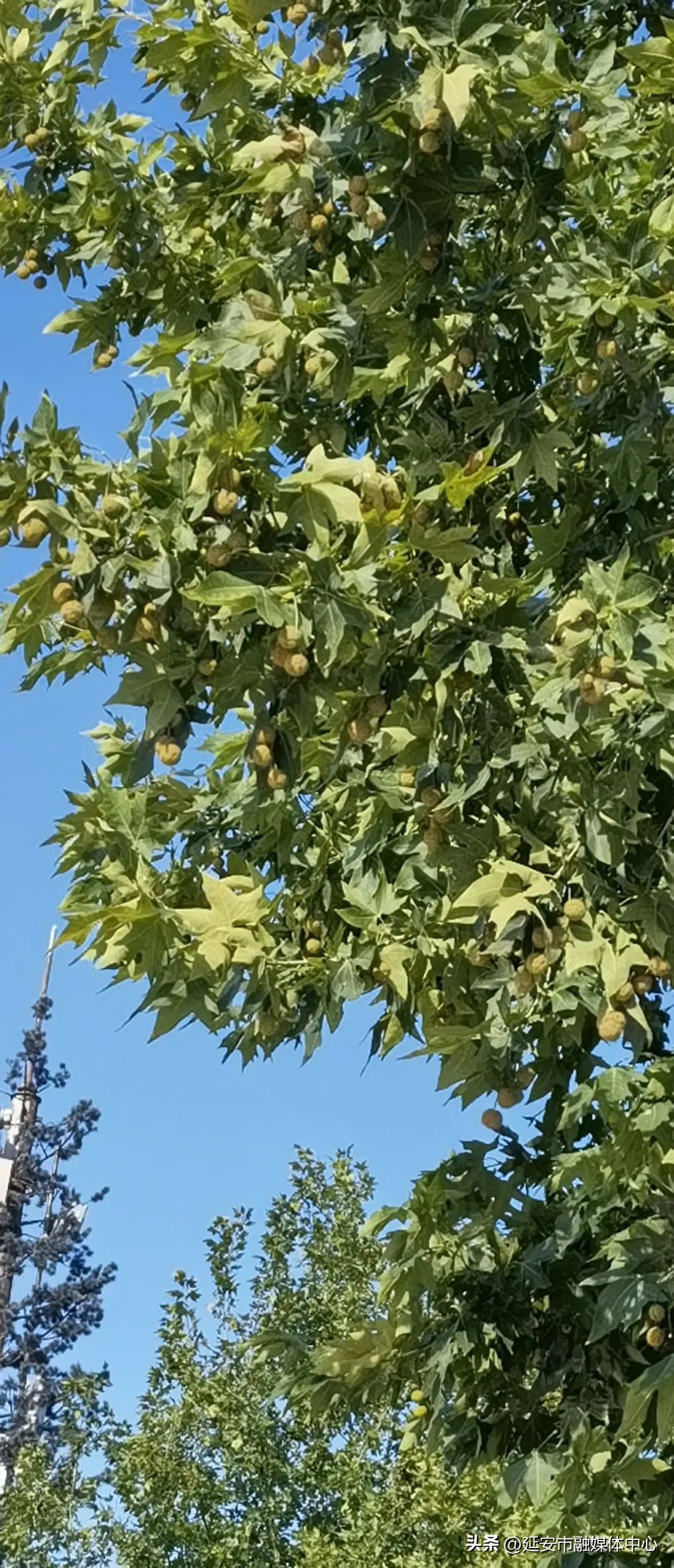 陕西宾馆迎来最佳观花赏景季节,陕西宾馆内景色