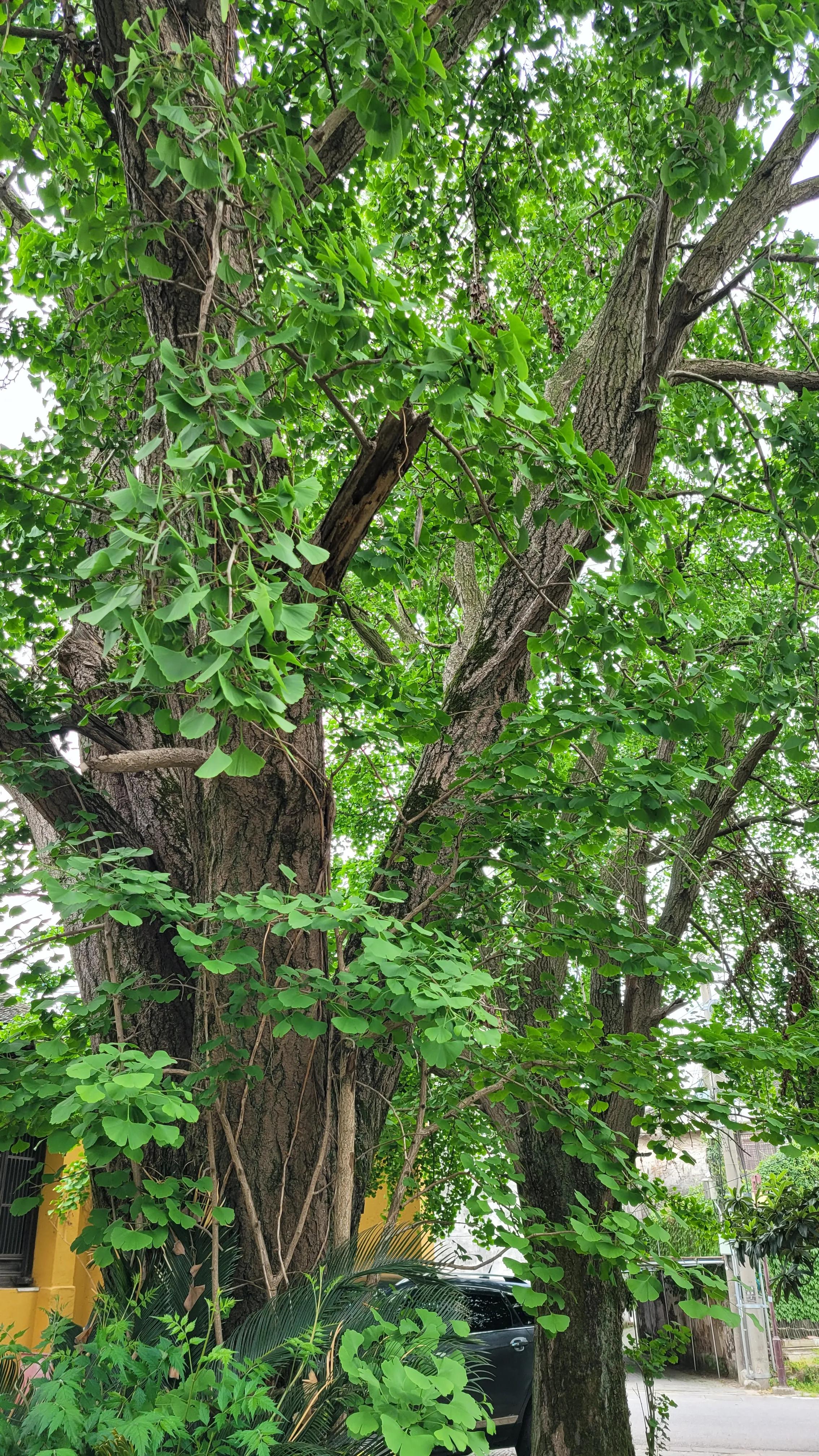 东山杨湾古村看杏叶,东山杨湾古村怎么进去