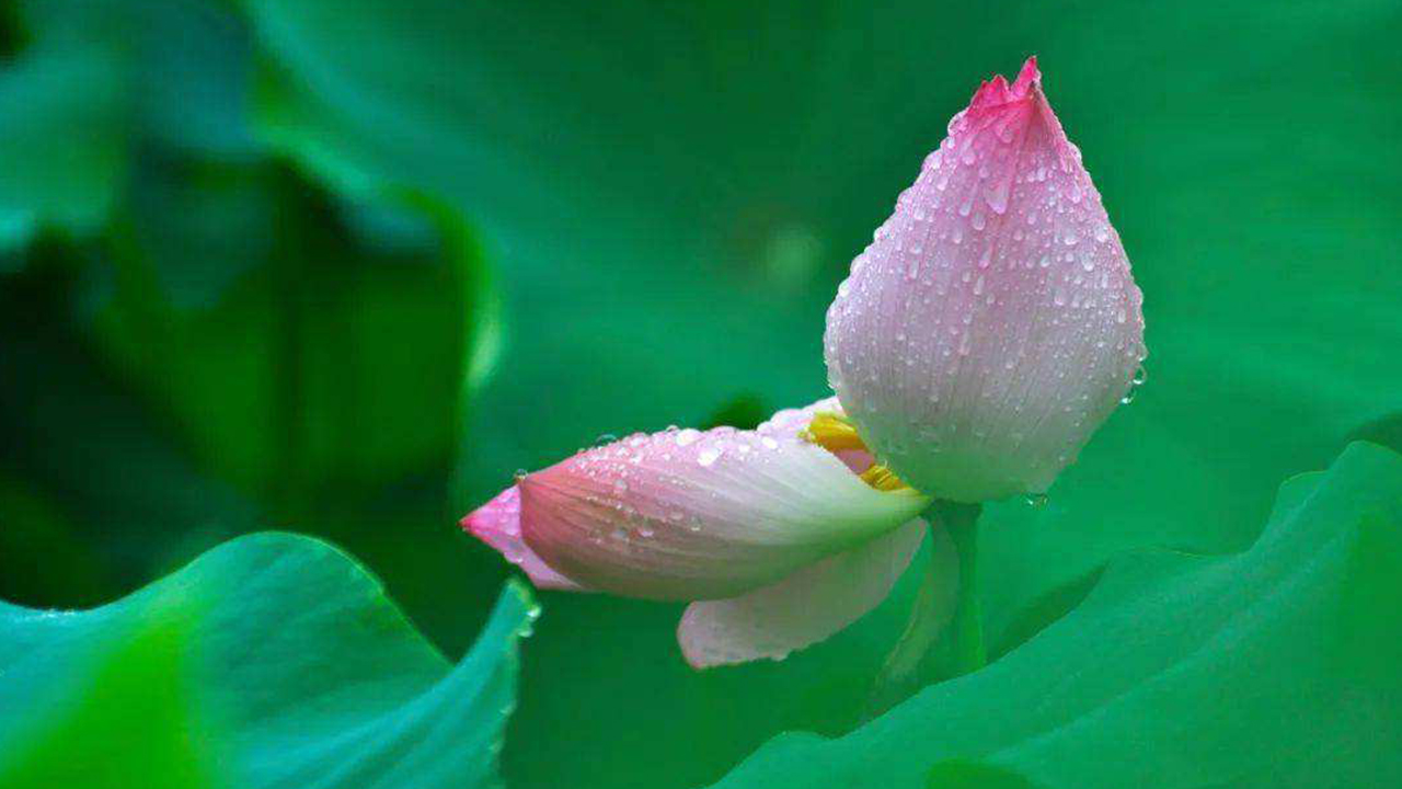 炎炎夏日心静自然凉经典语录,炎炎夏日何以解暑唯有空调