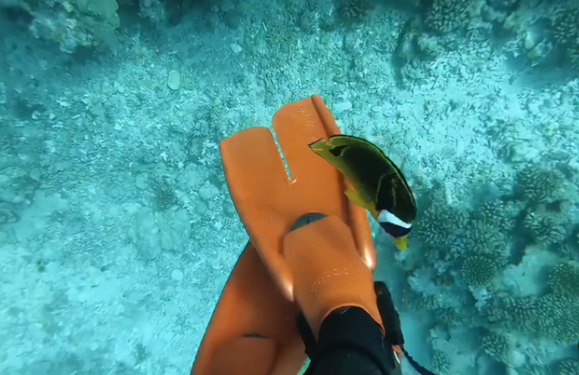 国外美女姐姐海里偶遇一只小鱼，竟引发神奇友谊！网友：前世情人