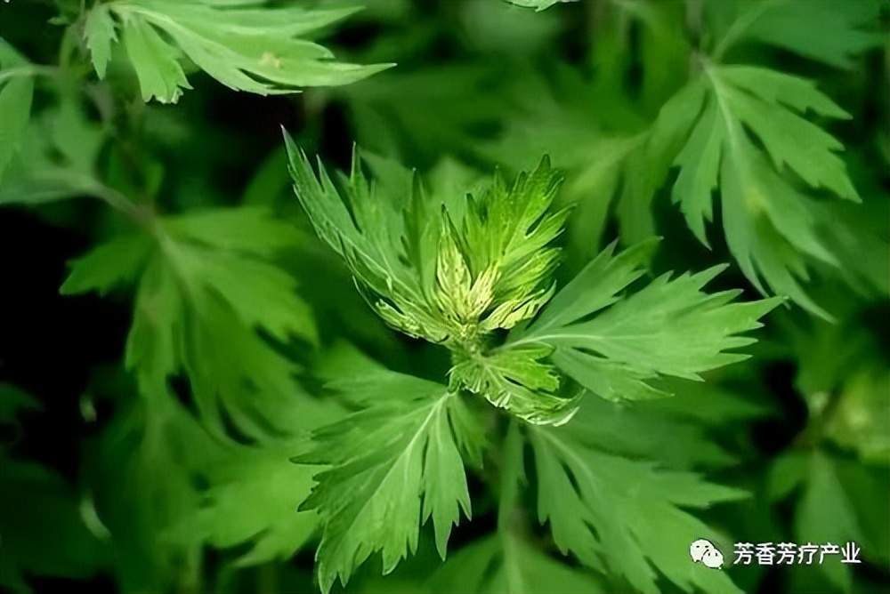 最有效果的美白精油,精油美白功效