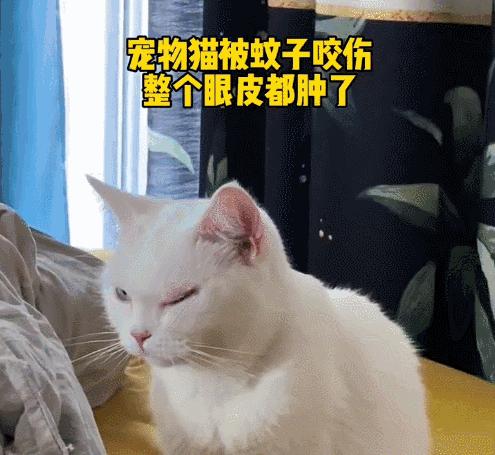 养猫有什么办法驱蚊子,养猫不可以用蚊香怎么驱蚊
