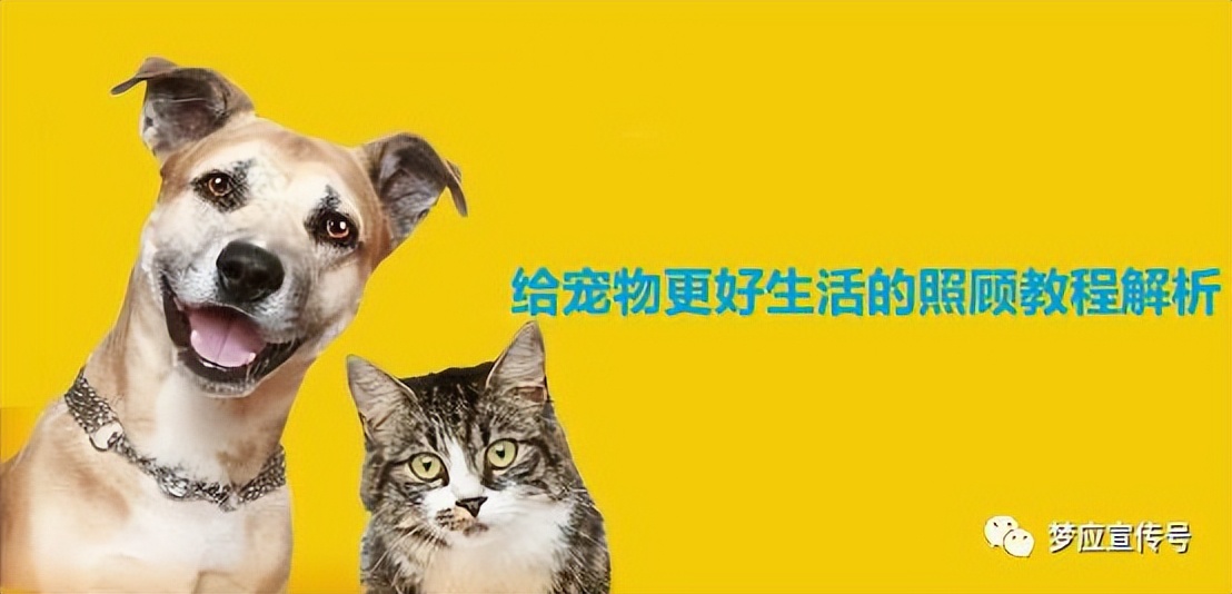 宠物高级训练,宠物技巧训练