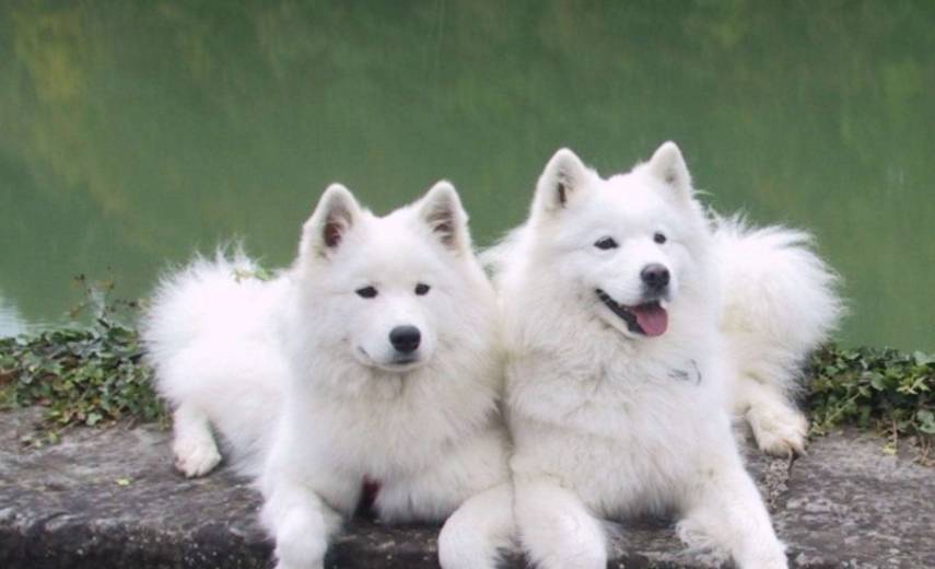 萨摩耶怎么养毛才好看,萨摩耶犬的毛发怎么样养漂亮