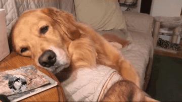 春天来了！每位毛孩子家长都要了解这些知识