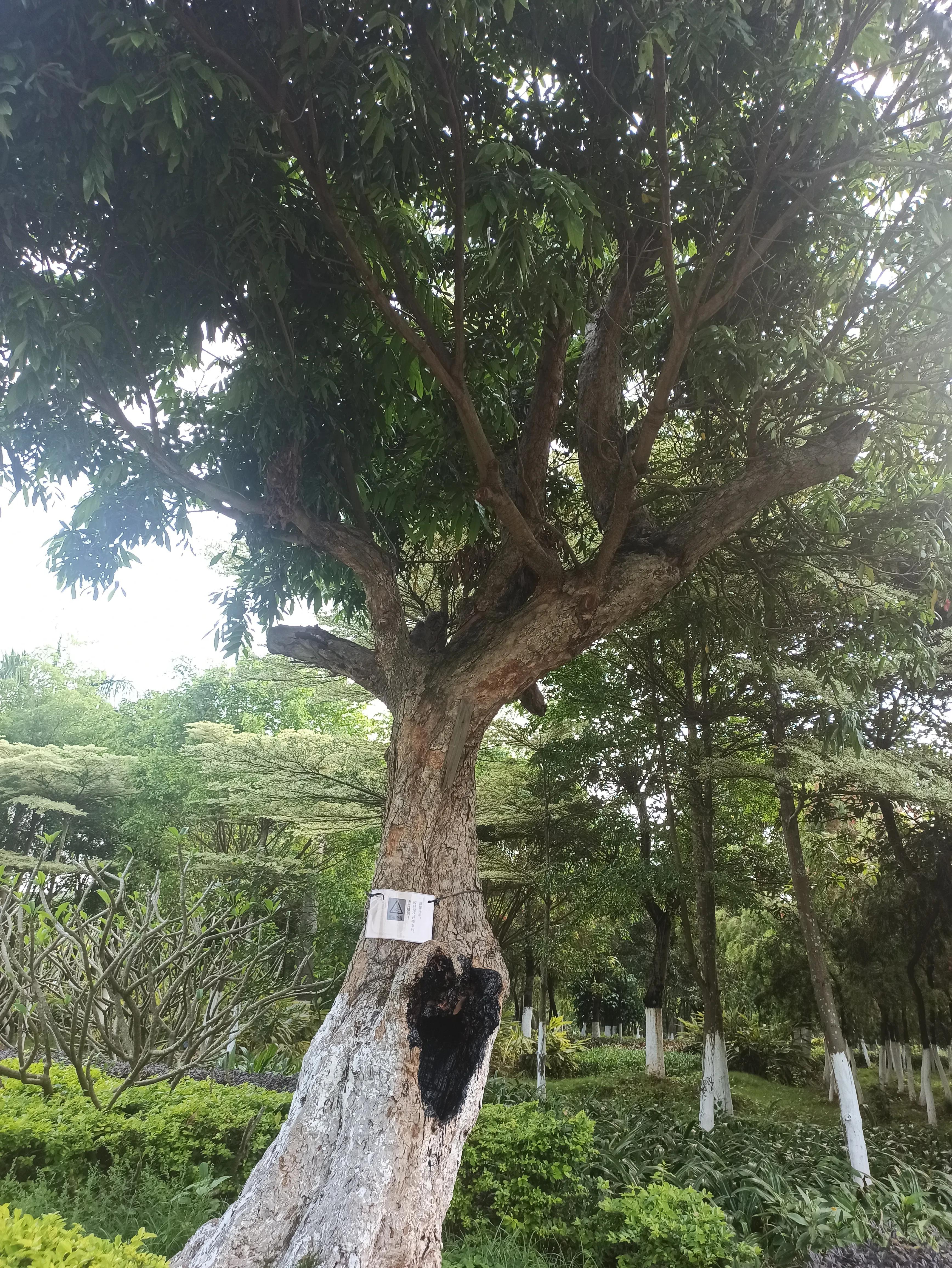 默默的树洞,沉默的树洞