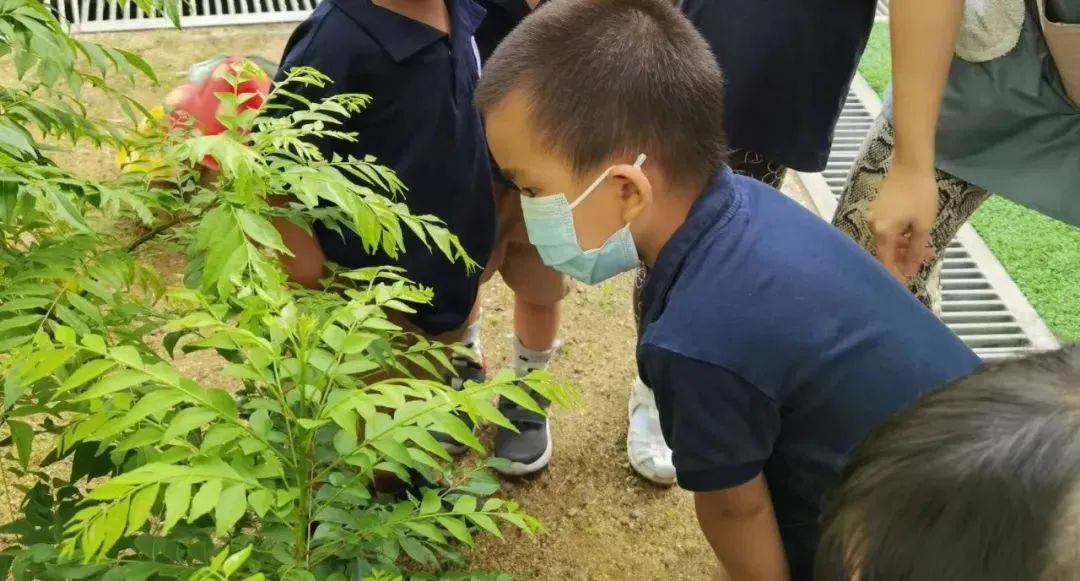 这次疫情带孩子去国外留学,因为疫情导致儿子没能回澳洲留学