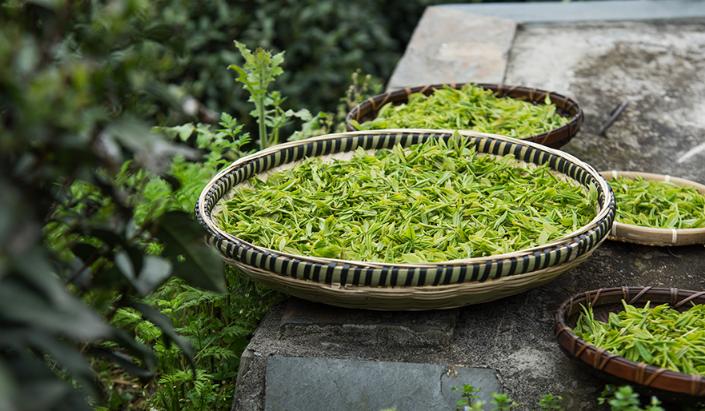 龙井一般放几年才能喝,西湖龙井明前龙井能放多久