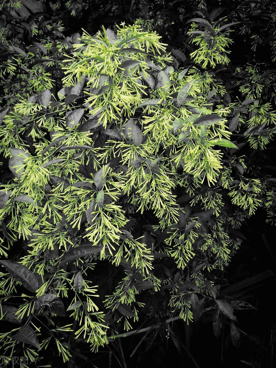 哪种香水花最好养,夏天适合养什么香水花