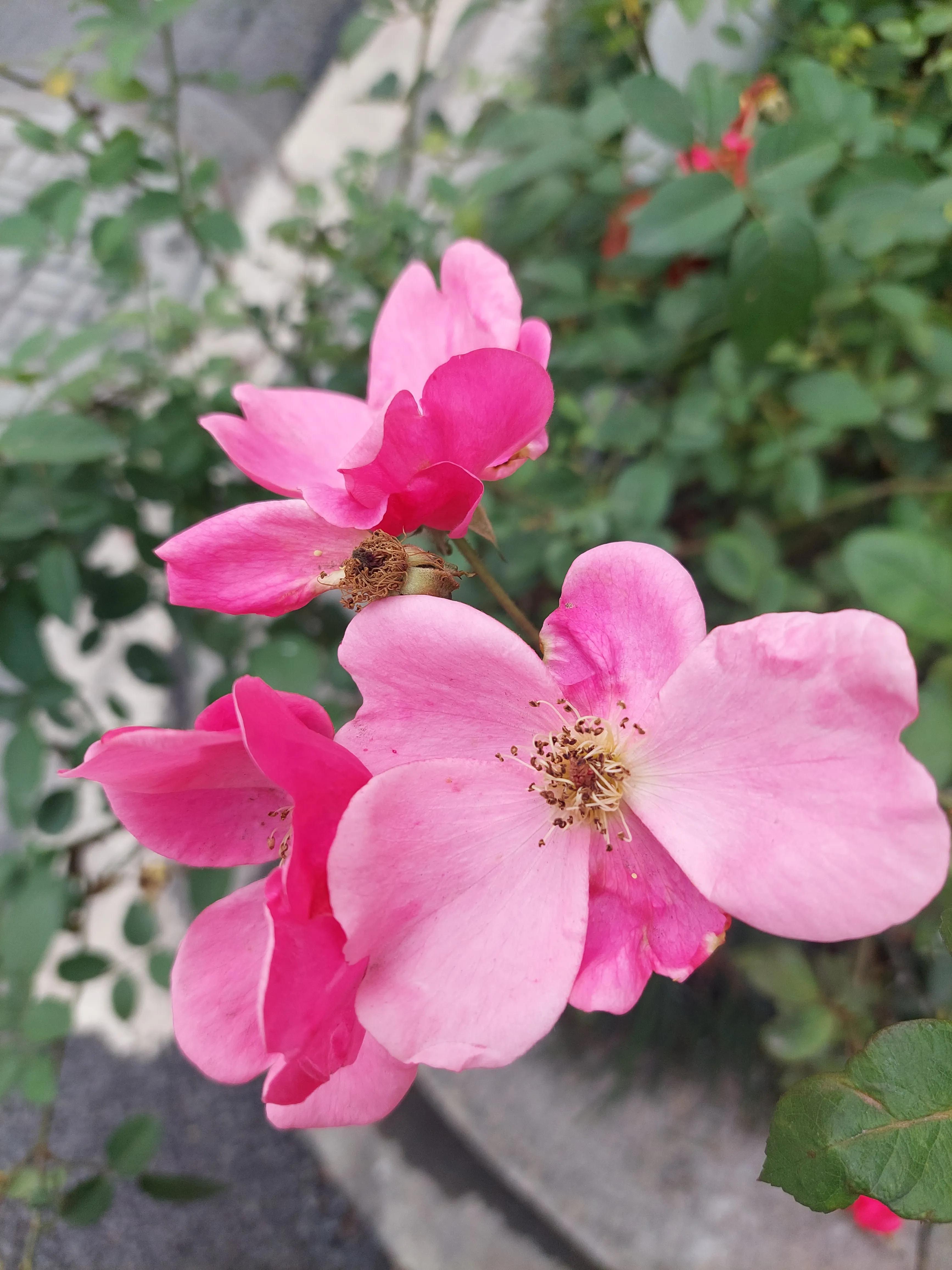 想要足球踢得好,想踢好足球要练什么