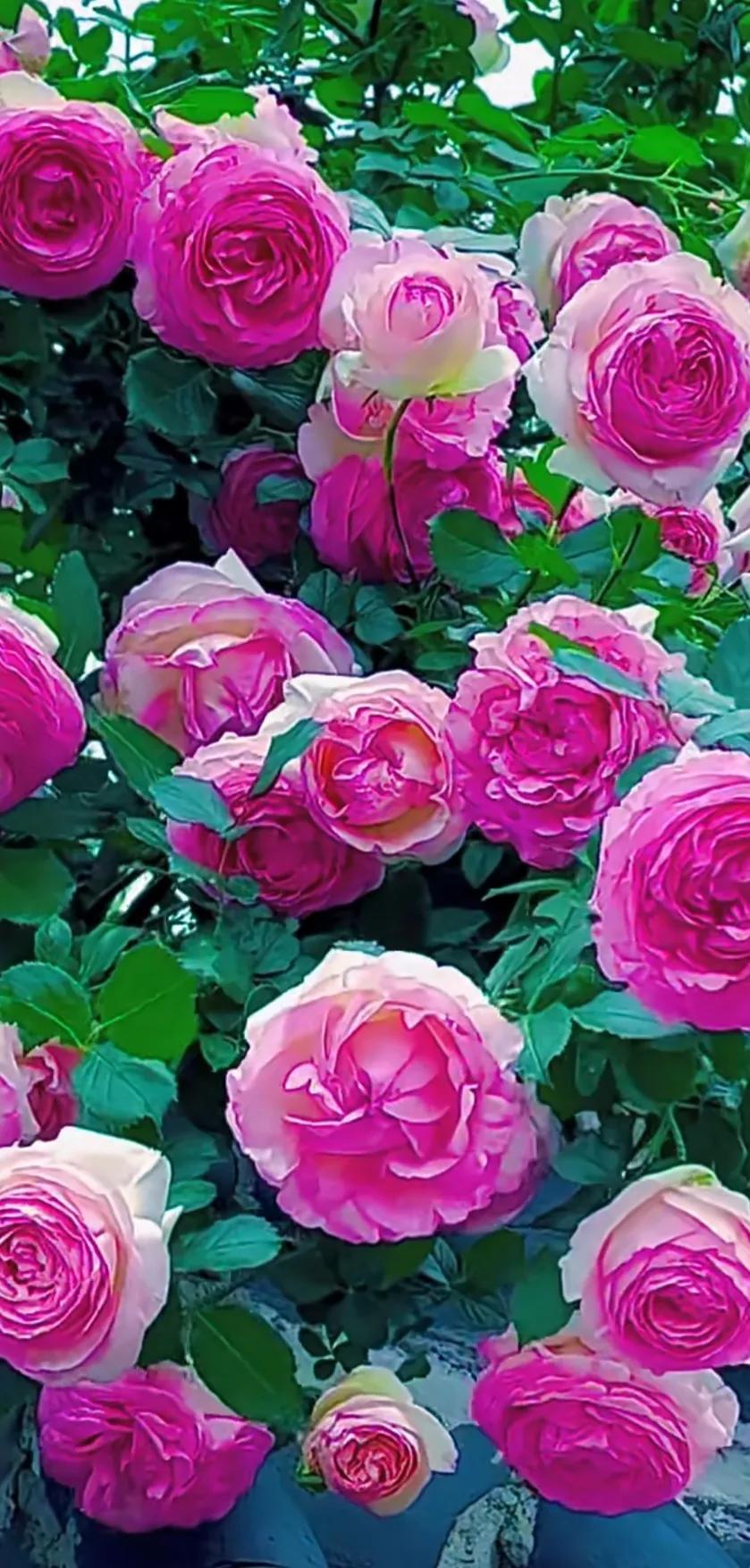 美到极致的月季花图片,仙气十足的月季花图片