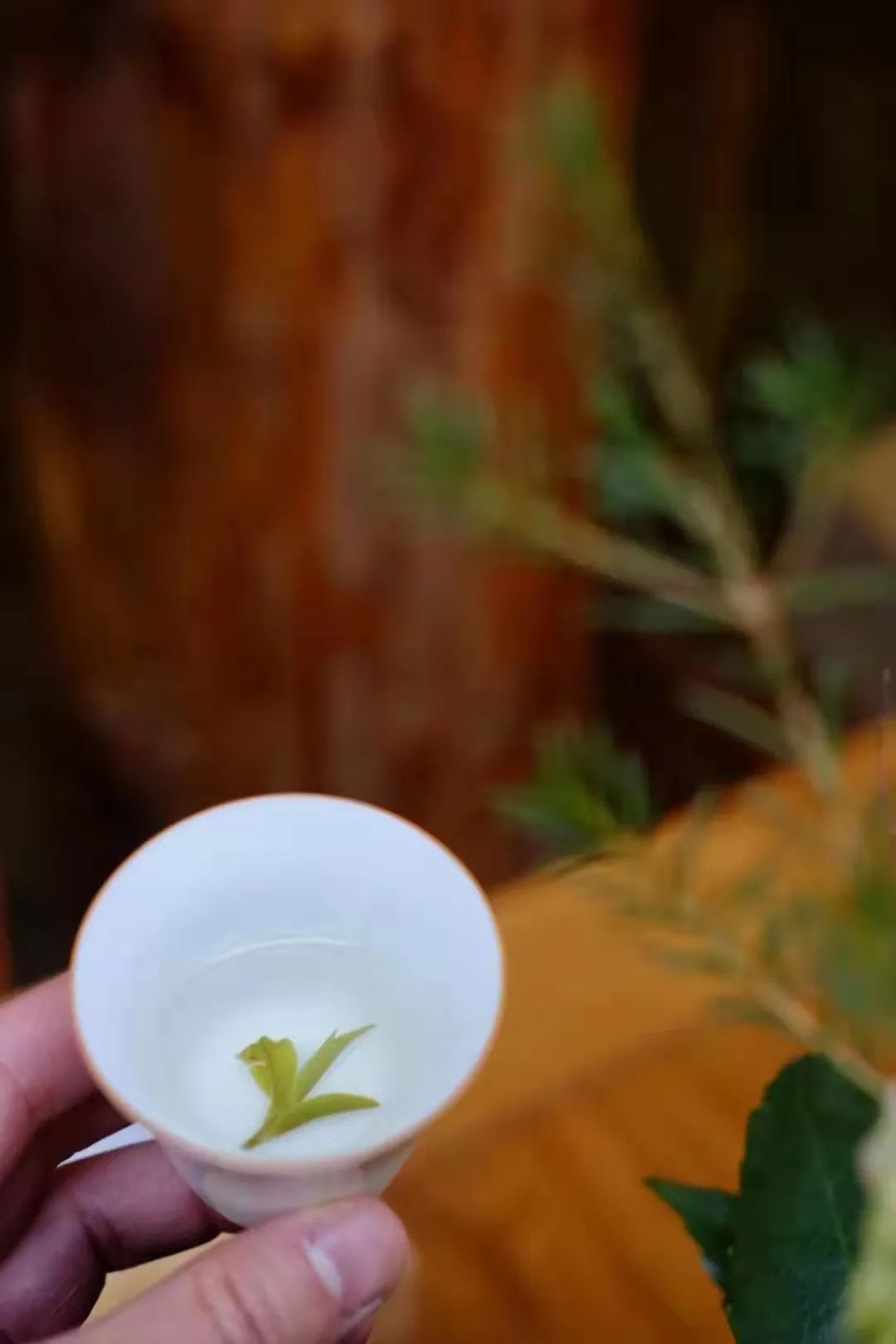 绿茶种类大全介绍,高档龙井绿茶有哪些种类