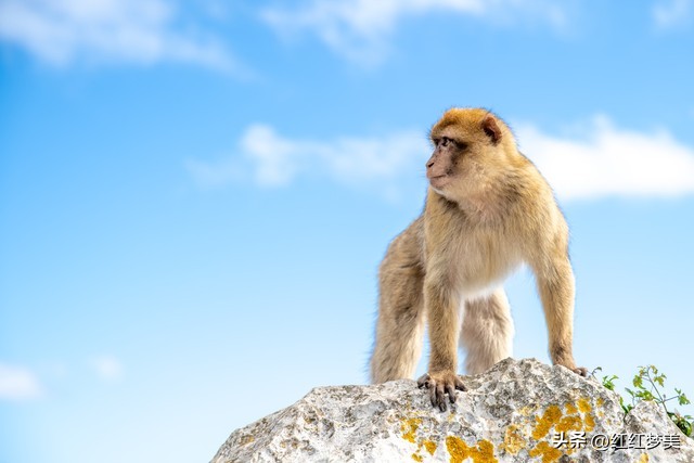 生肖猴喜欢和谁在一起,生肖猴最在乎的人是什么人