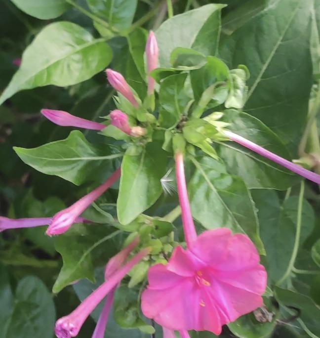 状元花盆栽,状元红绿植盆栽