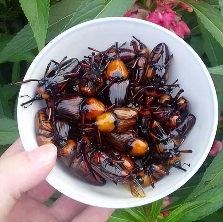 真正的丛林美食有哪些,硬核知识大全100个