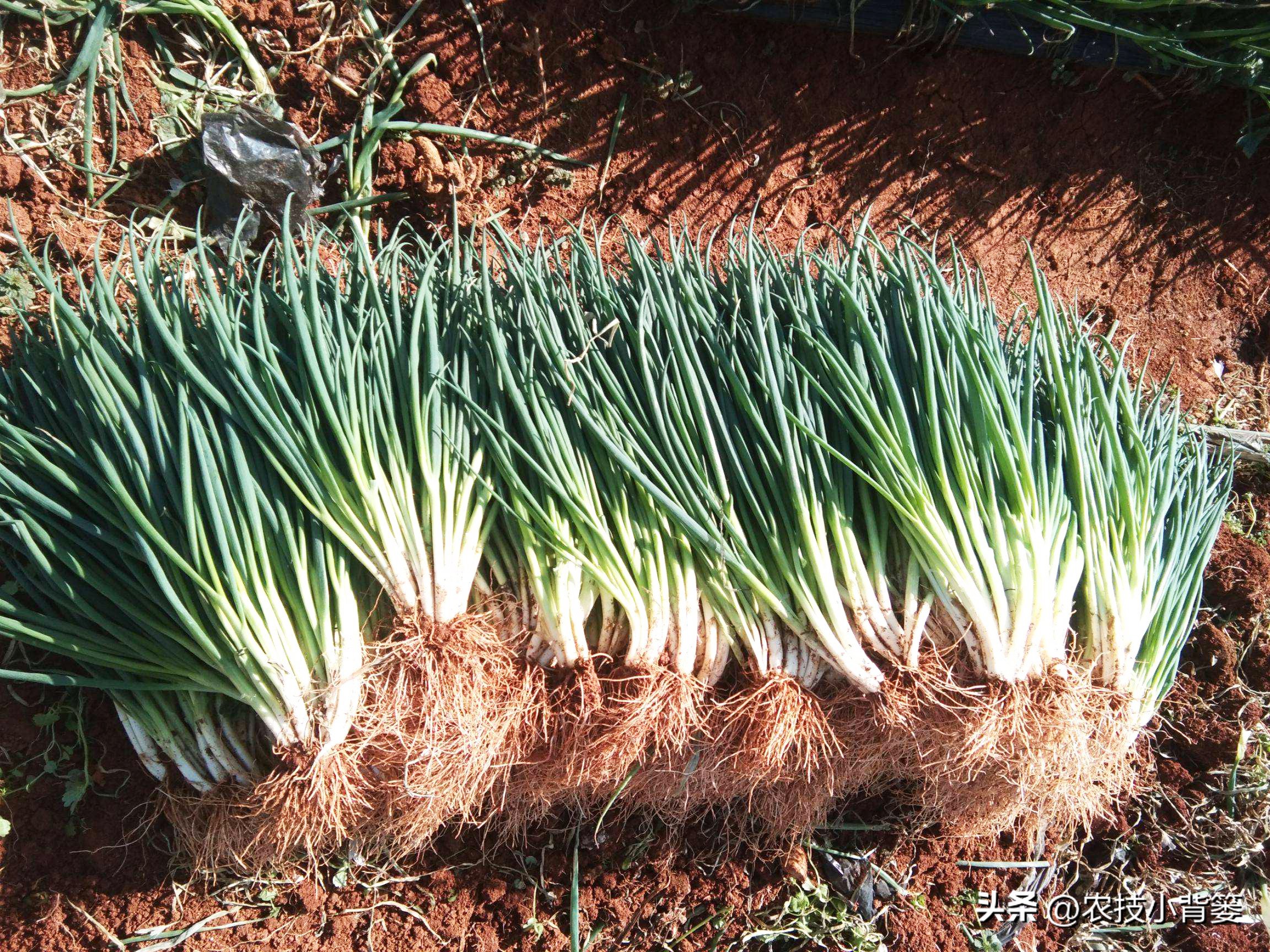 小香葱的种植方法与时间,小香葱播种多久可以采收