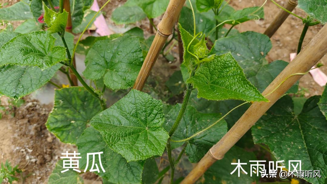 黄瓜只开花长藤不结果是怎么回事,黄瓜为什么不开花就结果了