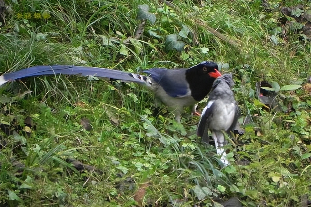 大鸟袭击人,大鸟伤人事件