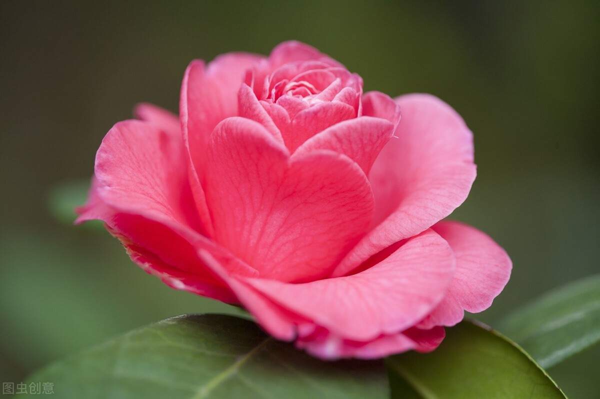 这二十幅极品花卉越看越醉,超好看又耐看的花卉图
