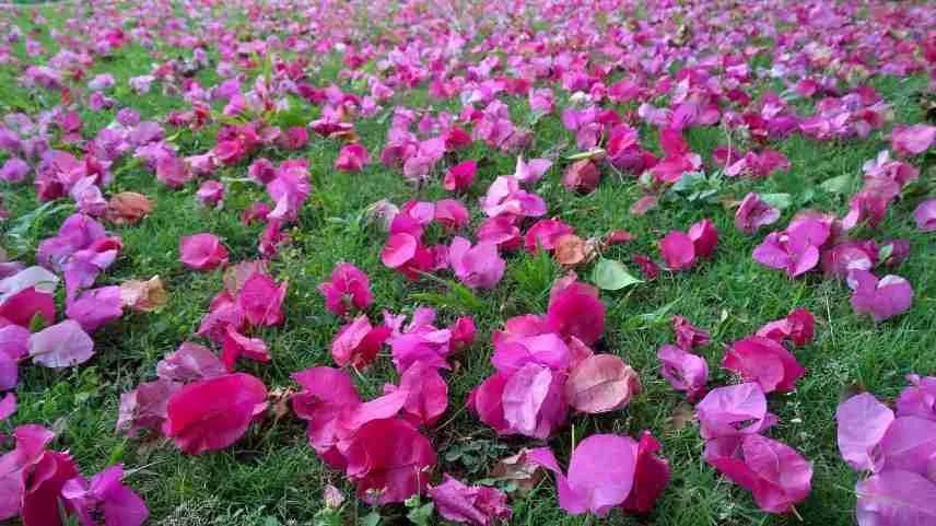 落英缤纷的全部小说百度云,落英缤纷下一句