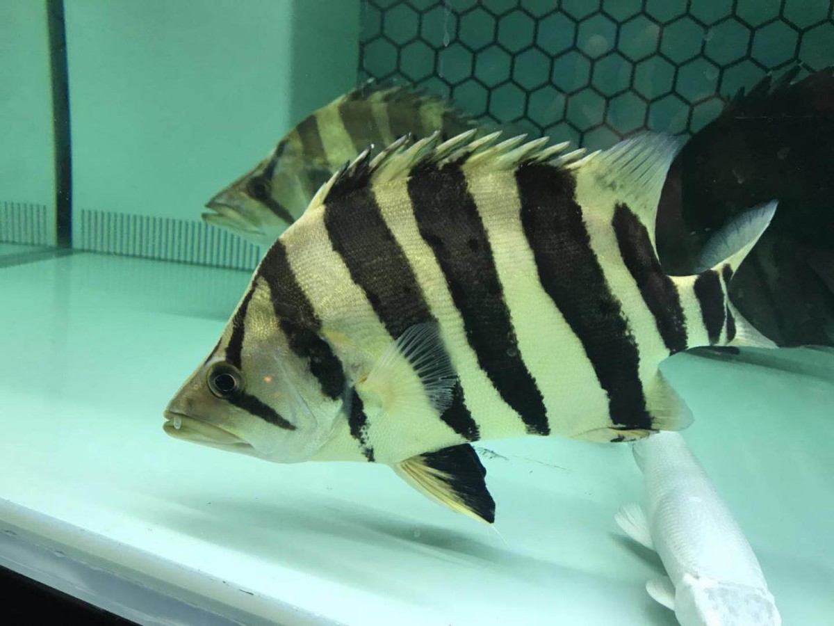 龙鱼缸混养哪些底层鱼好看,龙鱼缸配什么观赏鱼好