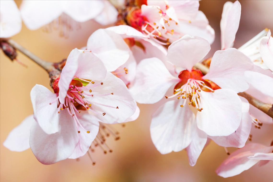 屋内放花有什么讲究,鲜花放家中花旺人不旺