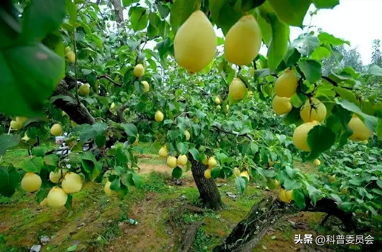 中医养生餐桌上的中药,健康养生小知识中药