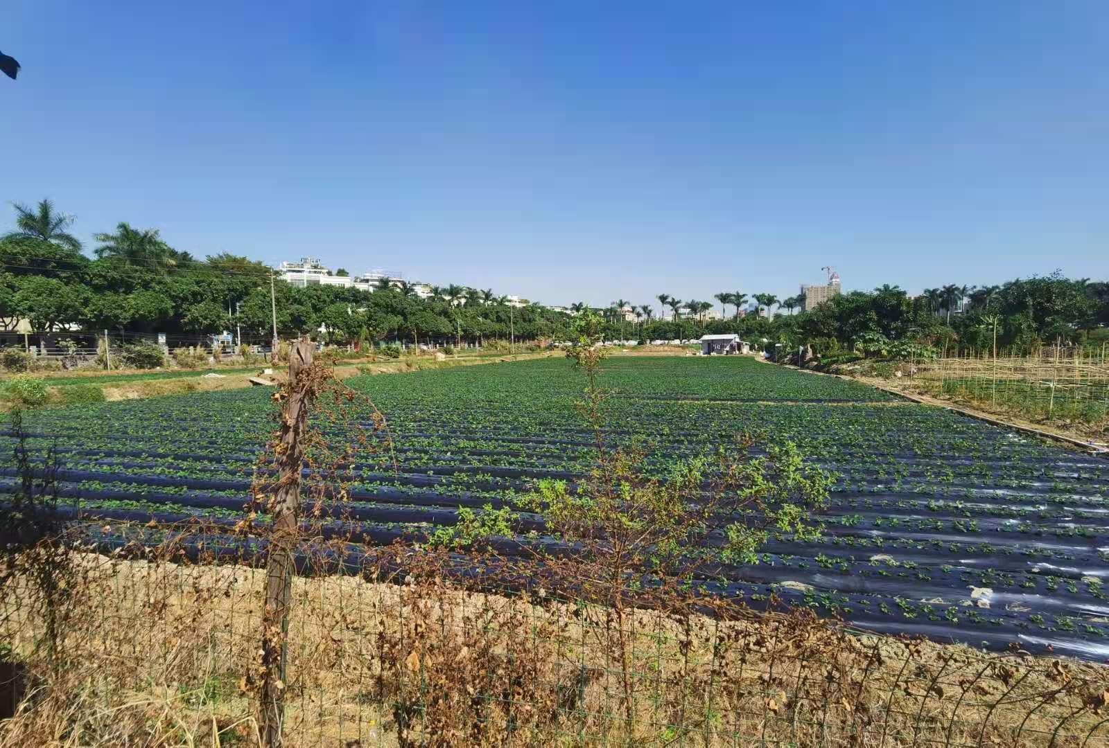 番禺南浦岛整体规划,番禺南浦岛未来规划最新