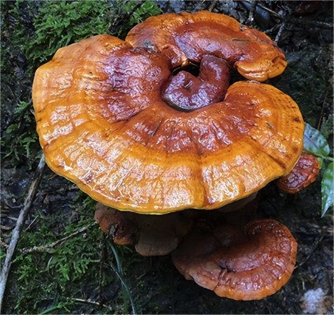 坟茔地风水影响几代人,坟的东北方位代表哪个子孙后代