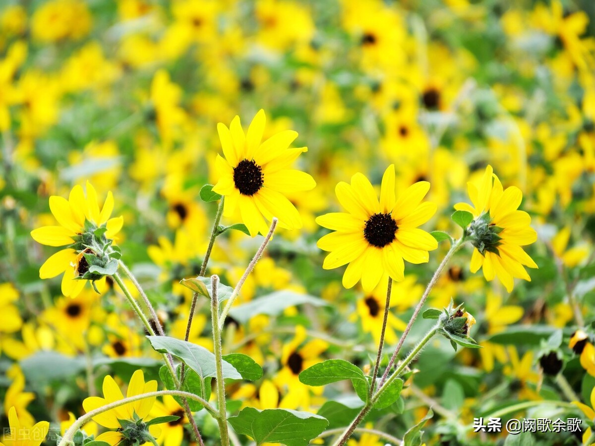 珠海和深圳哪个漂亮,珠海和深圳哪个地方好玩