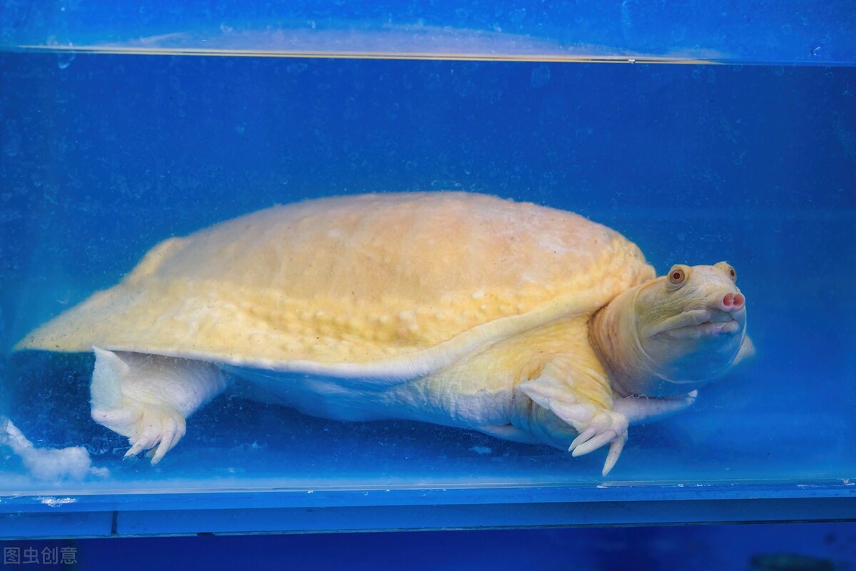 冬天怎么能找到野外生存的甲鱼,野生甲鱼冬天找甲鱼洞技巧