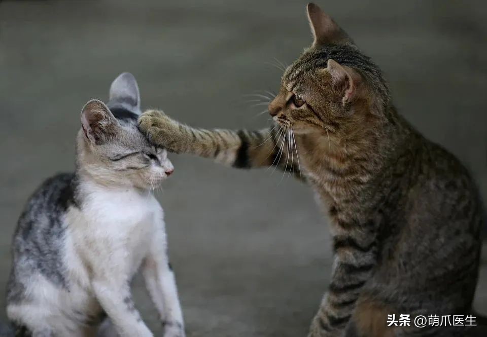 狸花猫也能治病?天才少女如何蜕变成百万级画家