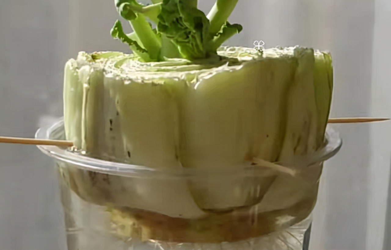 扔在水里就能活的绿植,类似绿萝扔水里就能活的植物