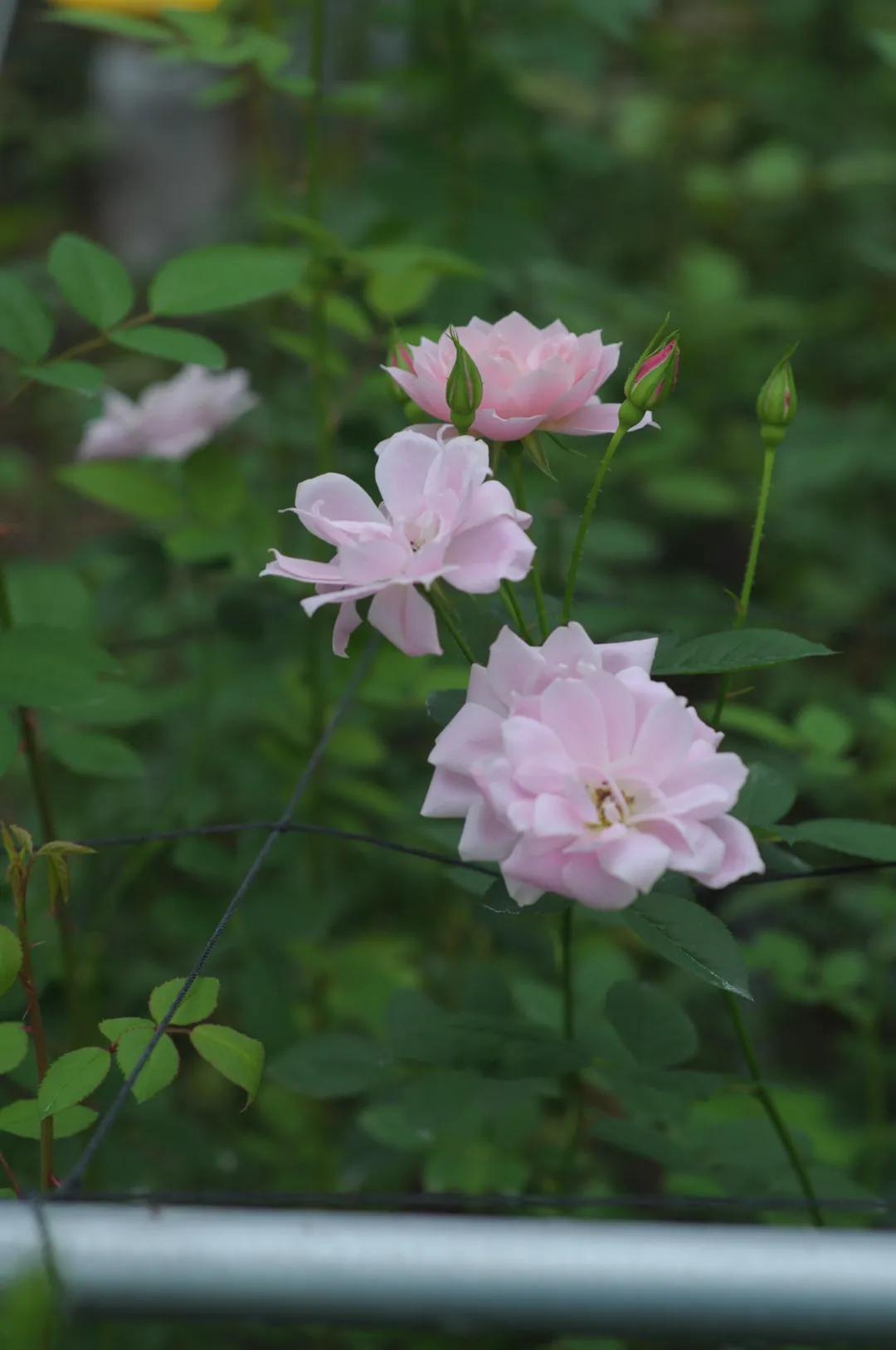 日本月季：葵-七（Aoi-nana）
