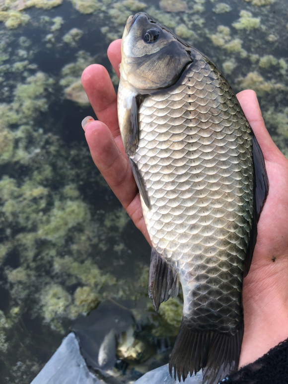 9米传统钓草洞鱼竿,传统钓草洞用什么竿