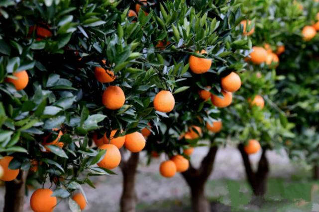 甘肃的什么地方的水果最好吃,甘肃的特色水果是什么