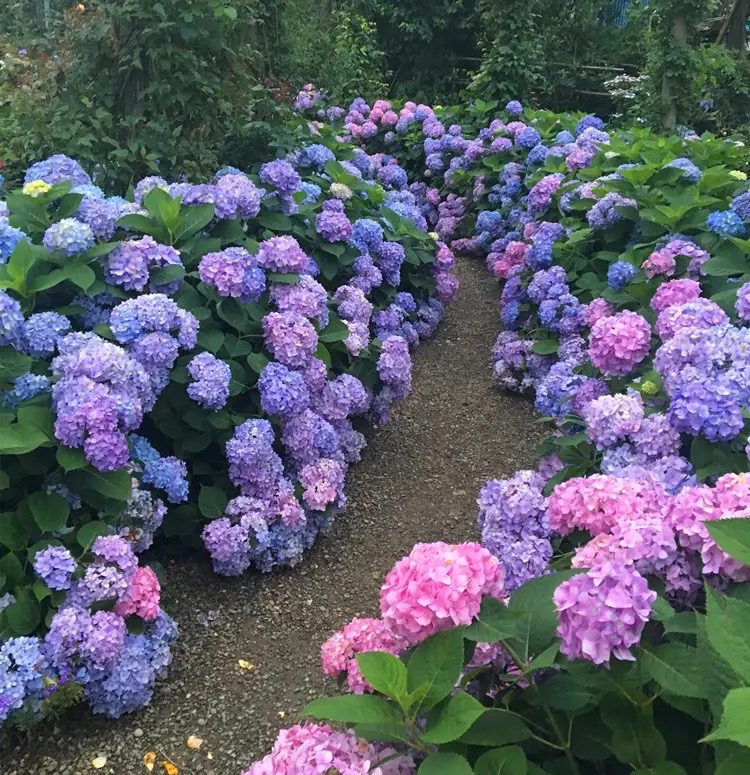 扦插花的快速生根法,哪些花卉可以用扦插的方法插活