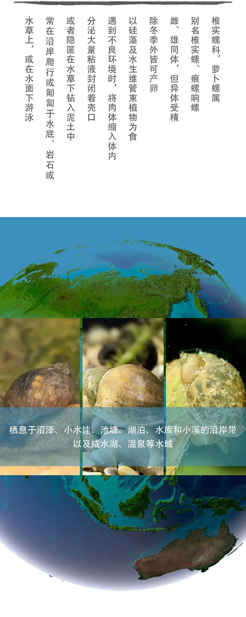 海洋生物蛞蝓品种大全,湿地蜗牛