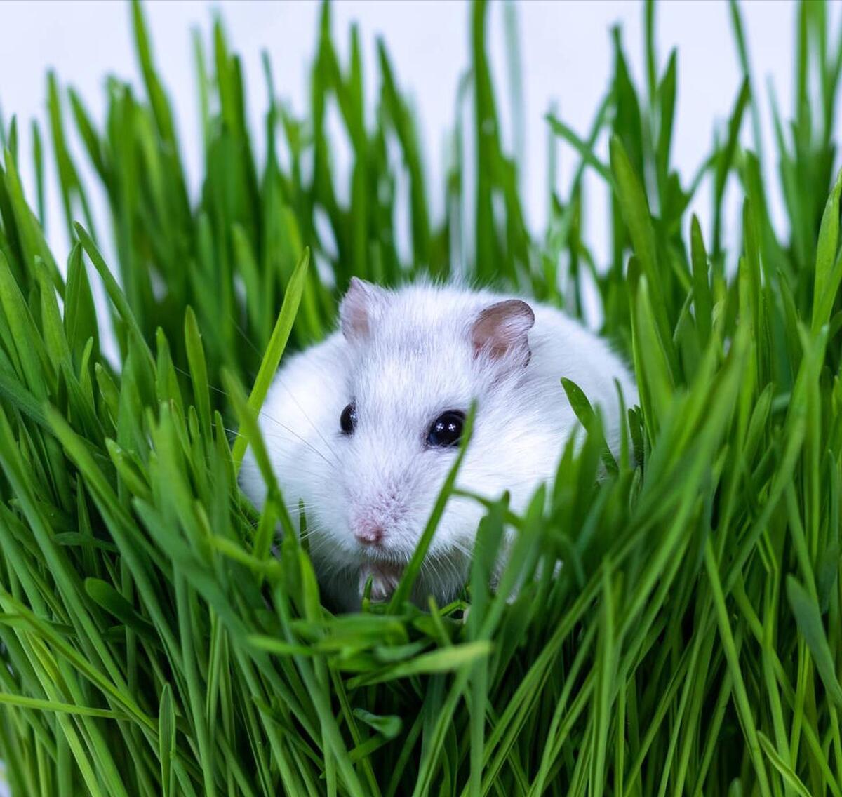 第一只仓鼠怎么来的,我的第一只小猫咪完整版