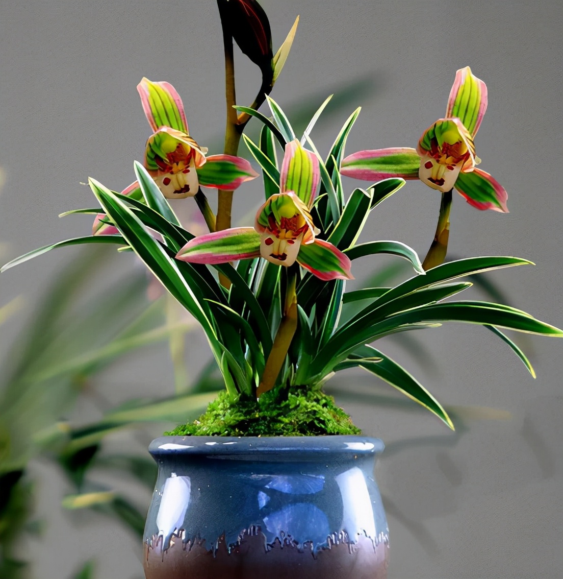 带一点金边的兰花是什么品种,叶宽且带金边的兰花