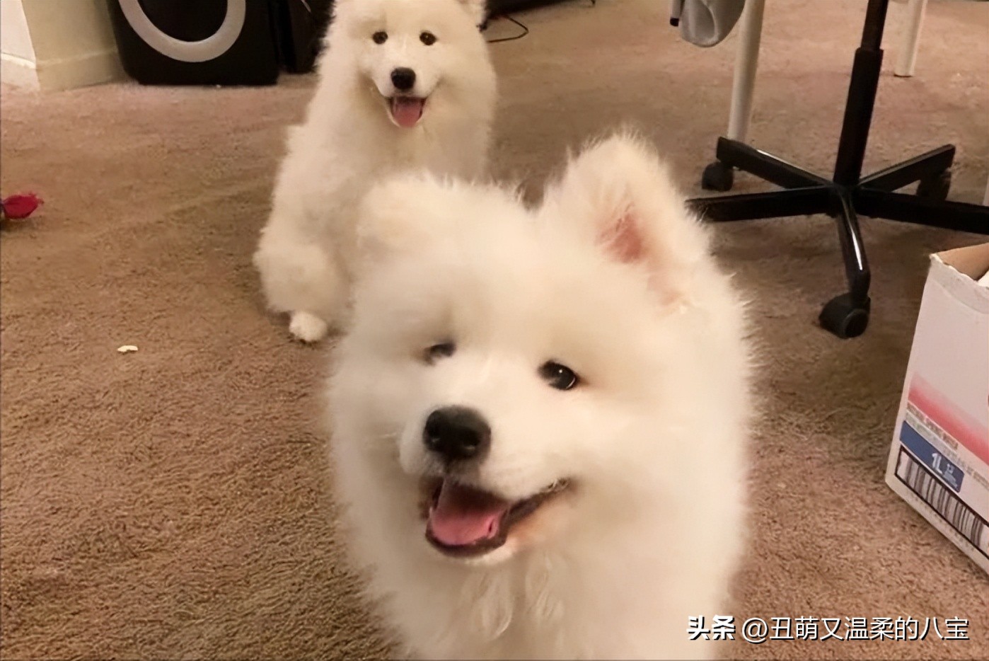 狗狗有耳螨用什么药,狗狗去耳螨买什么药