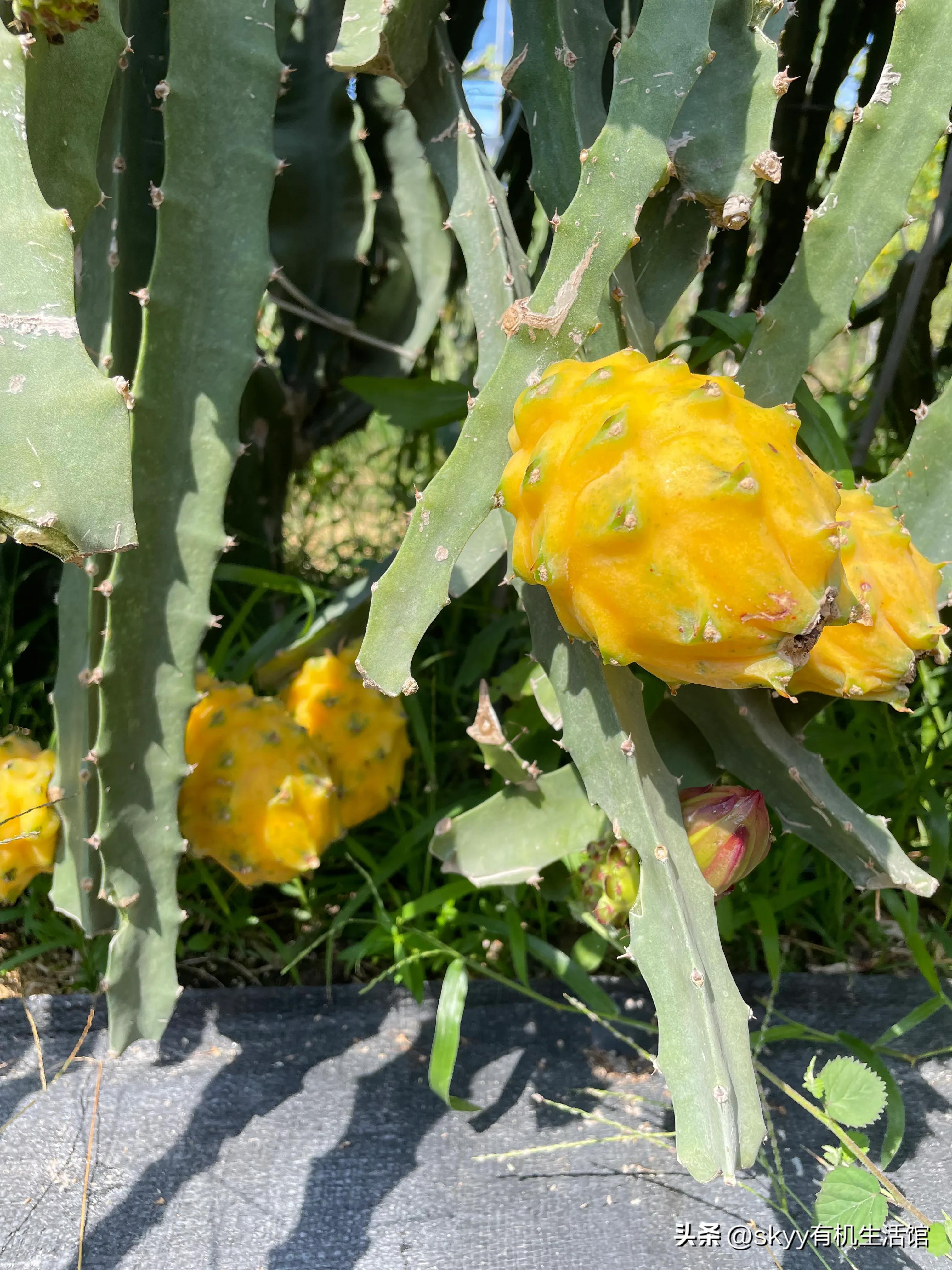 海南燕窝果基地一件代发,海南燕窝果基地批发