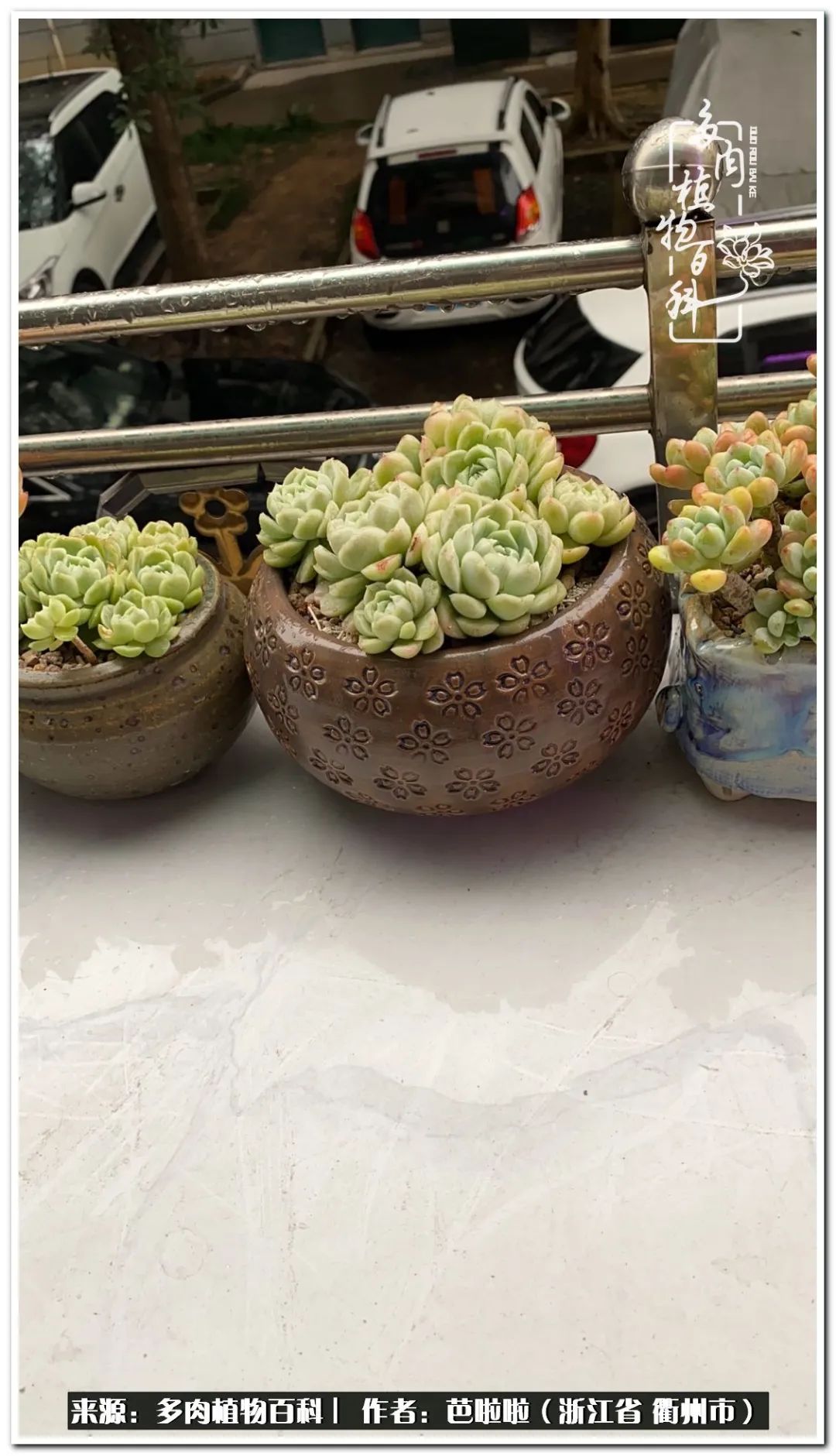 超级能治愈心情的多肉,治愈心灵的彩色植物