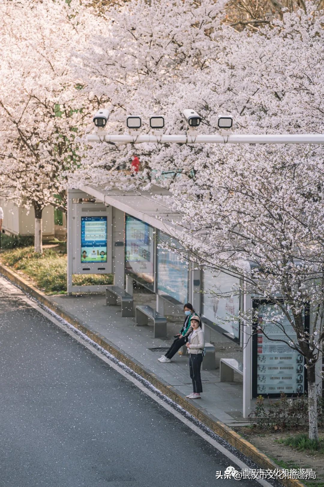 来武汉一定要去一趟东湖看荷花,来武汉看樱花吧