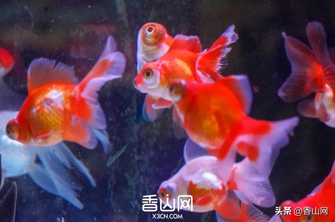 珠海拱北口岸市场最新状况,拱北口岸市场今天情况